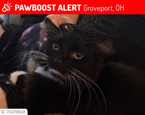 Lost Male Cat last seen Bixby Rd and Groveport Rd, Groveport, OH 43125