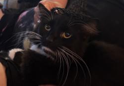 Lost Male Cat last seen Bixby Rd and Groveport Rd, Groveport, OH 43125