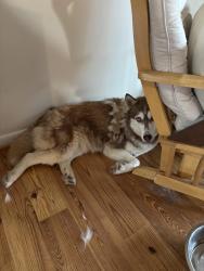 Lost Female Dog last seen Bentonville Rd and Jennings Lane, Bentonville, VA 22610