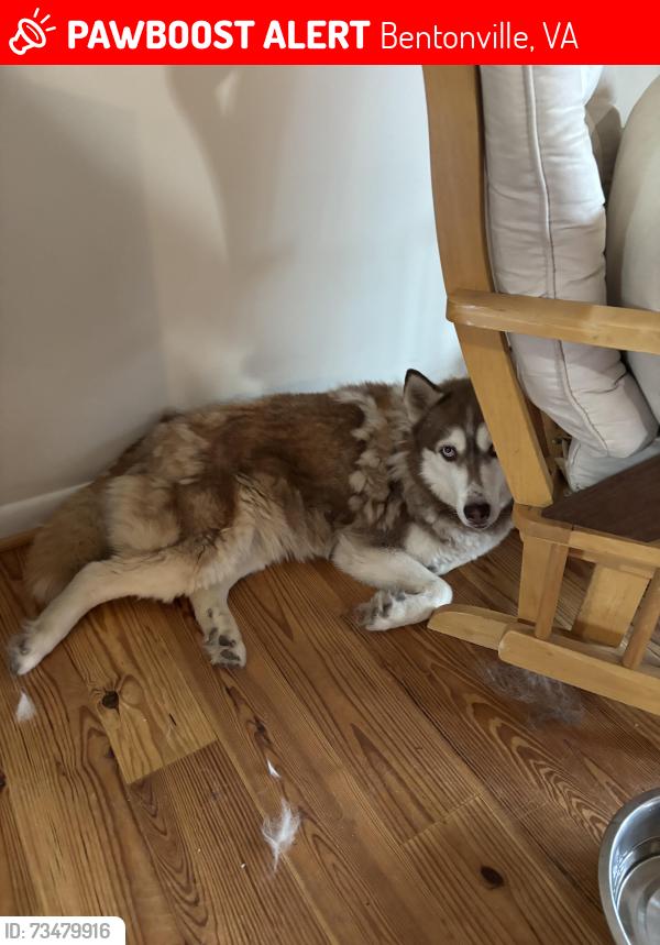 Lost Female Dog last seen Bentonville Rd and Jennings Lane, Bentonville, VA 22610