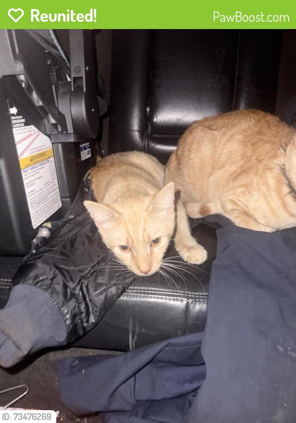 Reunited Male Cat last seen Prospect street by old school, Lodi, OH 44254