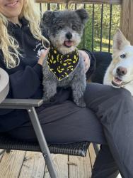 Reunited Male Dog last seen Fountain inn High school, Fountain Inn, SC 29644