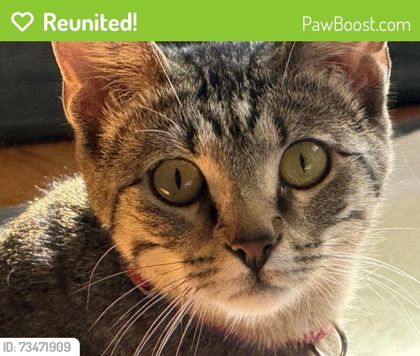 Reunited Female Cat last seen Addison and Kimball, Chicago, IL 60618