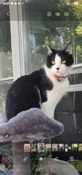Lost Male Cat last seen Valley St and Rollinson St, West Orange, NJ 07052