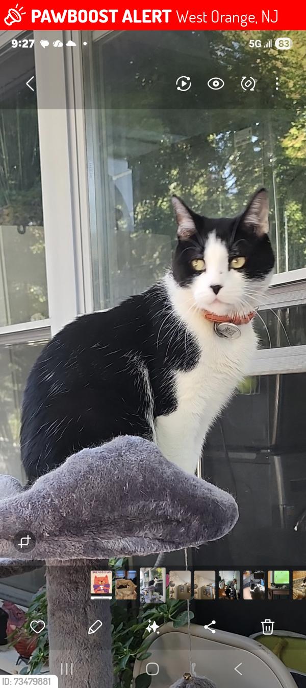 Lost Male Cat last seen Valley St and Rollinson St, West Orange, NJ 07052