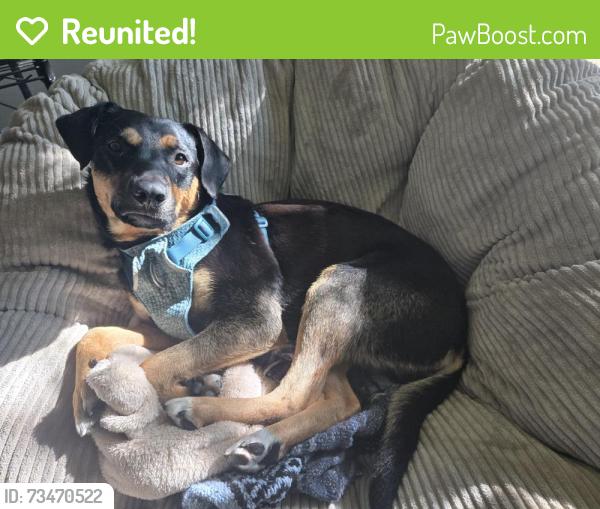 Reunited Male Dog last seen Dimond and Victor, Anchorage, AK 99515