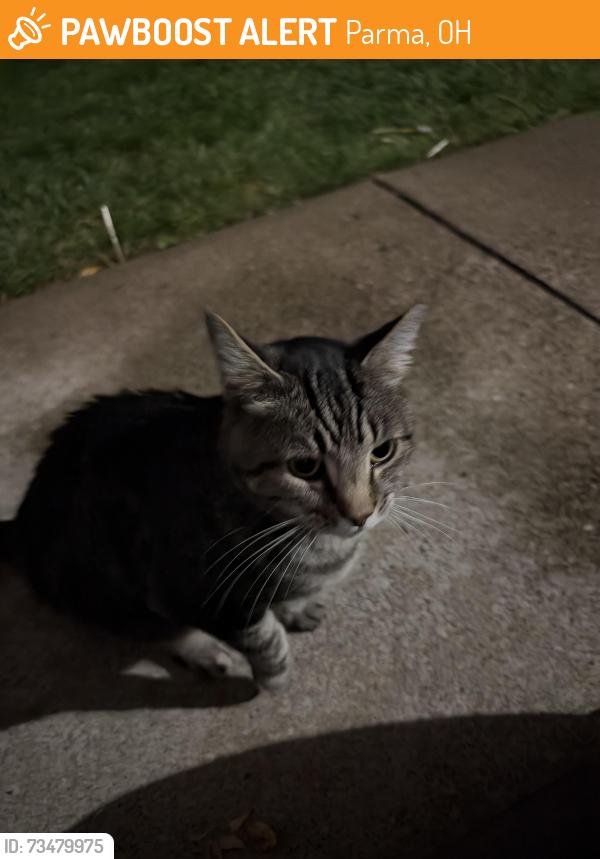 Found/Stray Unknown Cat last seen state rd and north ave, Parma, OH 44134