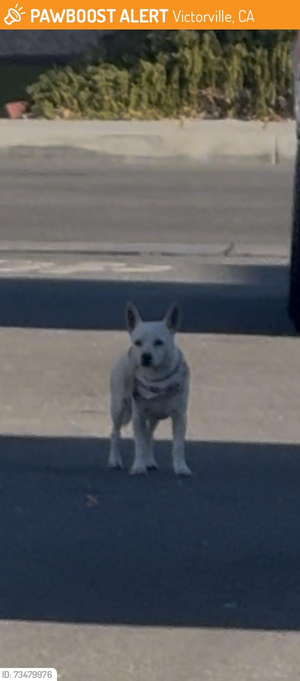 Found/Stray Unknown Dog last seen Mesa Linda, Luna, Victorville, CA 92392