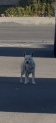 Found/Stray Unknown Dog last seen Mesa Linda, Luna, Victorville, CA 92392