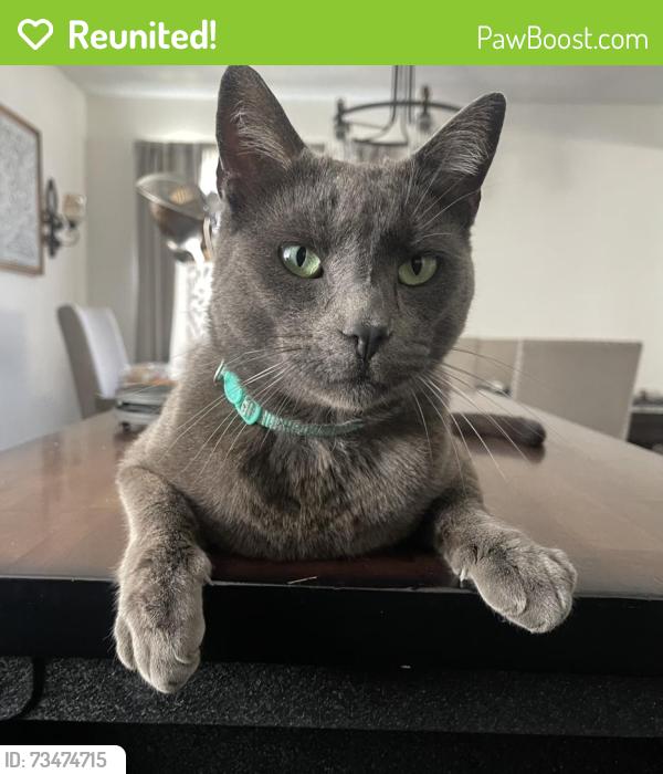 Reunited Male Cat last seen E Fifth St and K Ave, National City, CA 91950