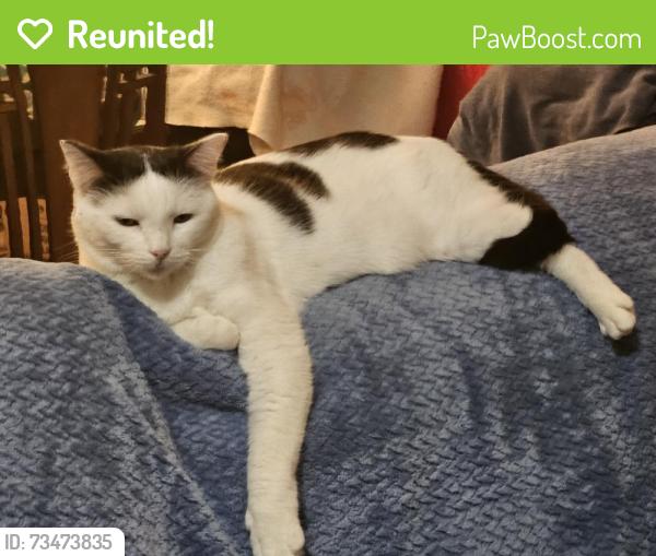 Reunited Female Cat last seen The last I saw her in the hse was Sunday, she is an indoor cat and has never gotten out before, Fish Hawk, FL 33547