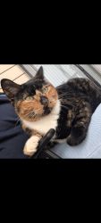 Lost Female Cat last seen Avant at Steel Creek apmts., Charlotte, NC 28278