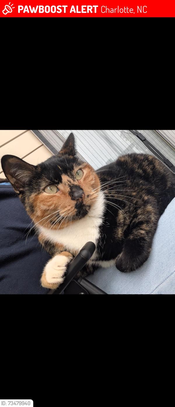 Lost Female Cat last seen Avant at Steel Creek apmts., Charlotte, NC 28278