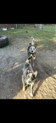 Reunited Female Dog last seen Near Vermont Blvd, Elkton, FL 32033, USA, Elkton, FL 32033