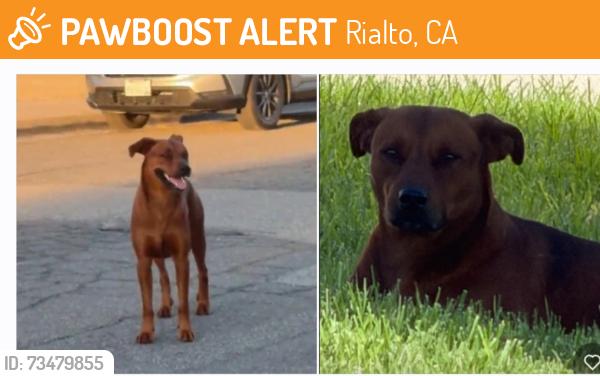 Found/Stray Male Dog last seen Norwood St., also by Carter High School, Rialto, CA 92377
