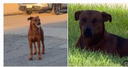 Found/Stray Male Dog last seen Norwood St., also by Carter High School, Rialto, CA 92377