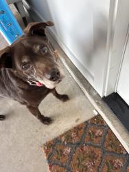 Reunited Female Dog last seen Near shallowford road, Lewisville, NC 27023