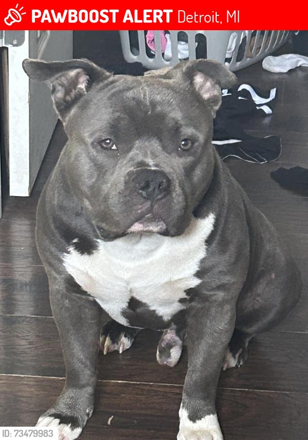 Lost Male Dog last seen Evergreen and Ann Arbor trail, Detroit, MI 48228