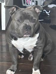 Lost Male Dog last seen Evergreen and Ann Arbor trail, Detroit, MI 48228
