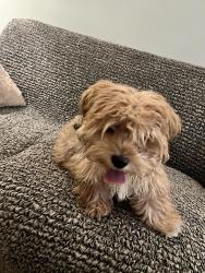 Found/Stray Male Dog last seen Clark street and Jeff street, Charlotte, NC 28213