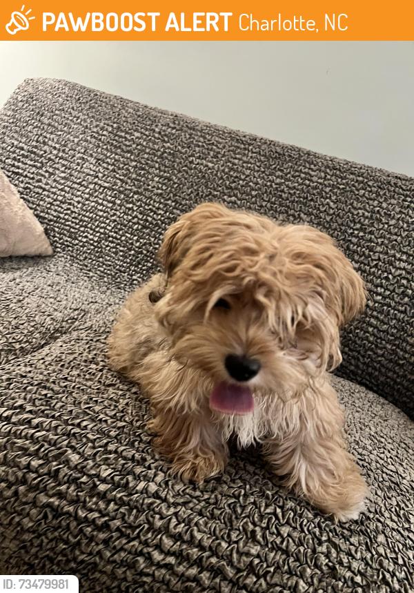 Found/Stray Male Dog last seen Clark street and Jeff street, Charlotte, NC 28213