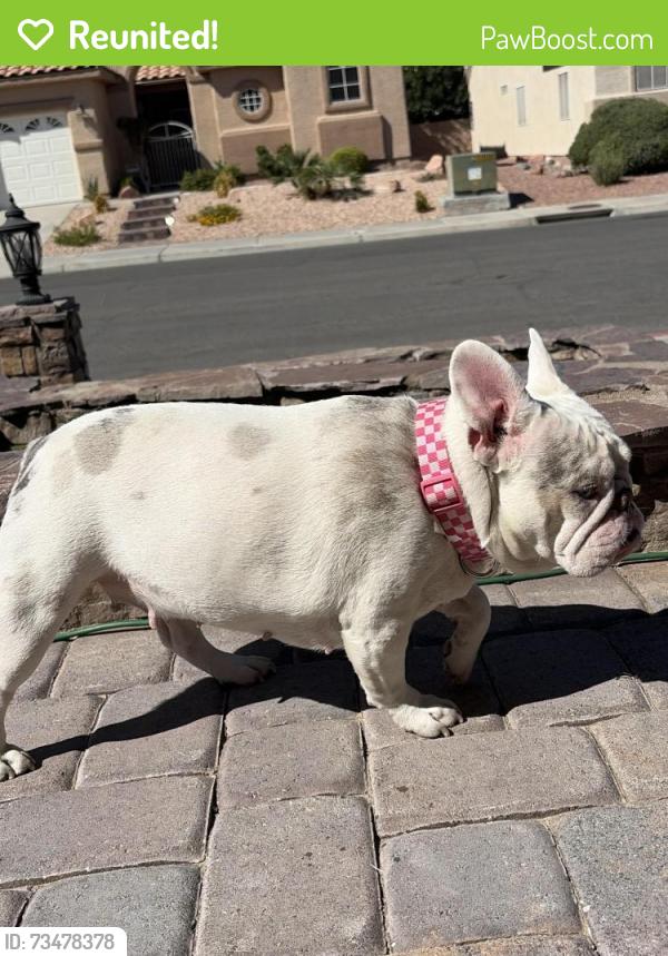 Reunited Female Dog last seen Goldhill & Norridgewock St, Henderson, NV 89074
