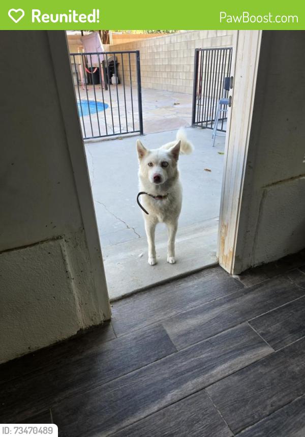 Reunited Female Dog last seen Near s st R12, Palmdale, CA 93552