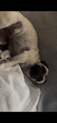 Lost Female Dog last seen Harbison Ave, near 7-Eleven, National City, CA 91950