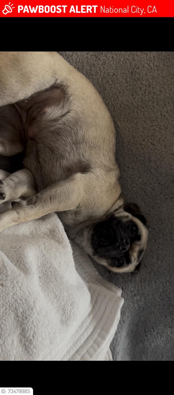 Lost Female Dog last seen Harbison Ave, near 7-Eleven, National City, CA 91950