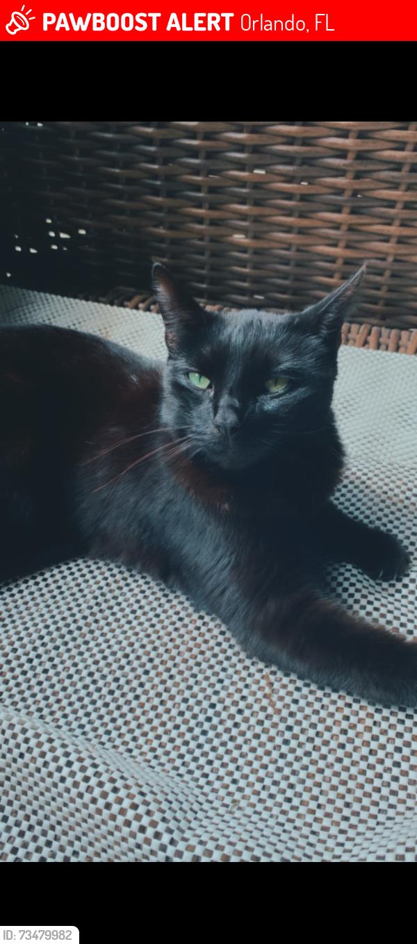 Lost Female Cat last seen Orange and Michigan and Delaney, Orlando, FL 32806