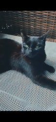 Lost Female Cat last seen Orange and Michigan and Delaney, Orlando, FL 32806