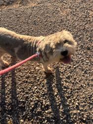 Found/Stray Male Dog last seen 16 mile and Grosebeck, Mount Clemens, MI 48036