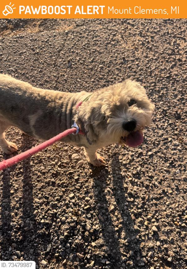 Found/Stray Male Dog last seen 16 mile and Grosebeck, Mount Clemens, MI 48036