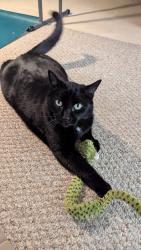 Lost Male Cat last seen Springfield, Mariposa, Ottawa, ON K1M 0L1
