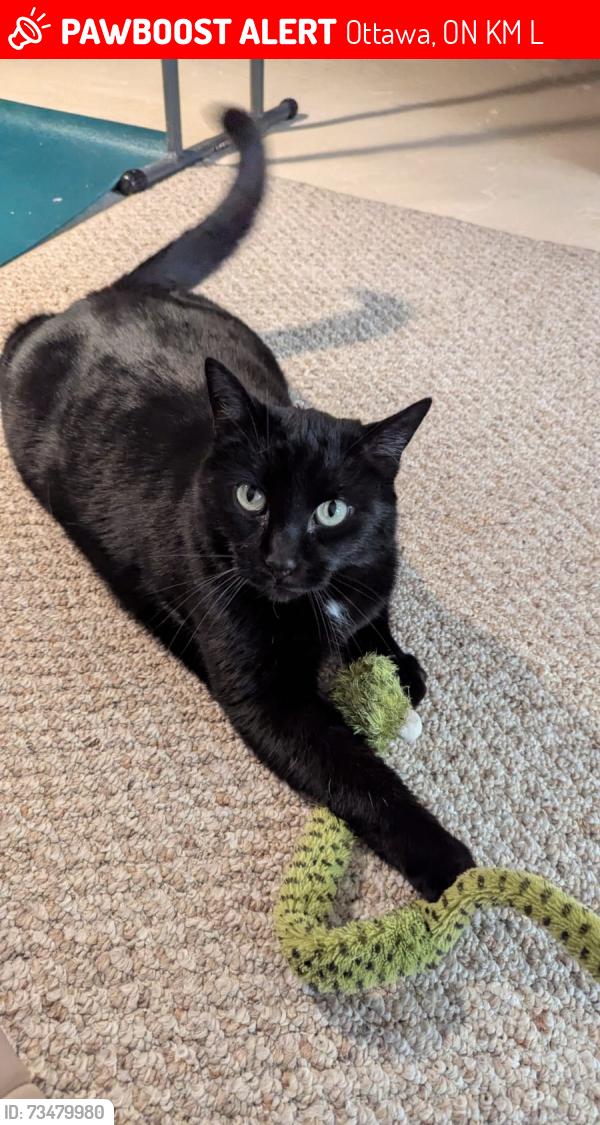 Lost Male Cat last seen Springfield, Mariposa, Ottawa, ON K1M 0L1