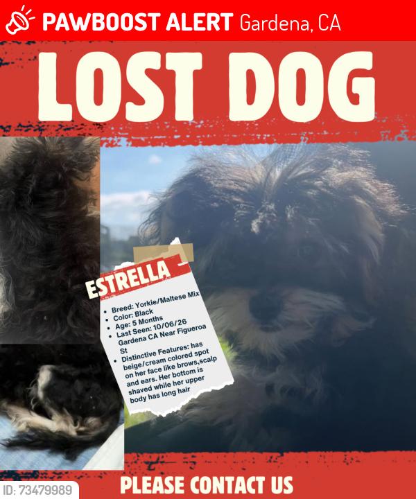 Lost Female Dog last seen Near S Denver Ave, Gardena, CA 90248