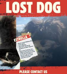 Lost Female Dog last seen Near S Denver Ave, Gardena, CA 90248