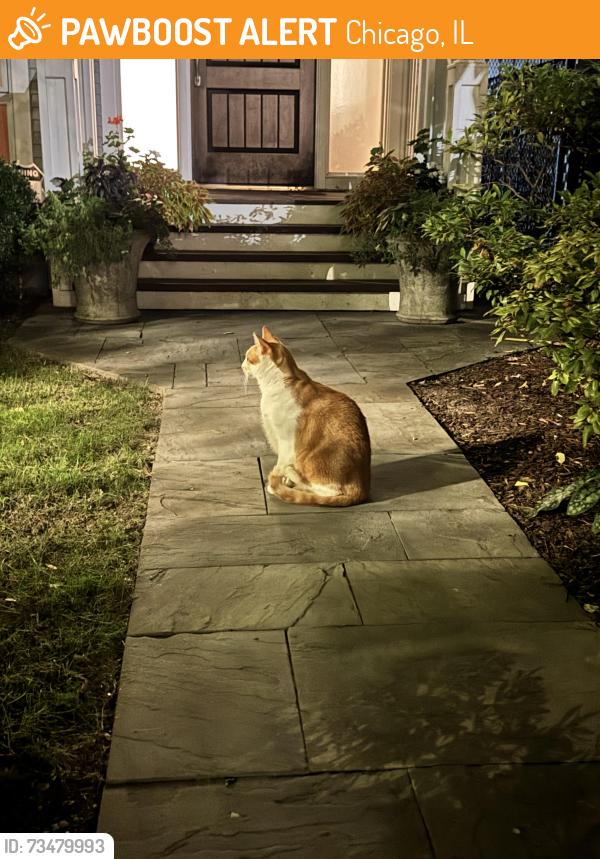 Found/Stray Unknown Cat last seen Near n burling, Chicago, IL 60614