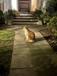 Found/Stray Unknown Cat last seen Near n burling, Chicago, IL 60614