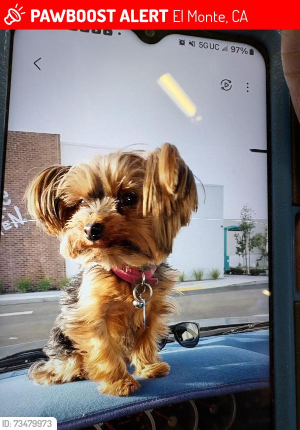 Lost Female Dog last seen Leafdalle and Michael Hunt, El Monte, CA 91733