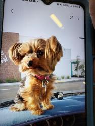 Lost Female Dog last seen Leafdalle and Michael Hunt, El Monte, CA 91733