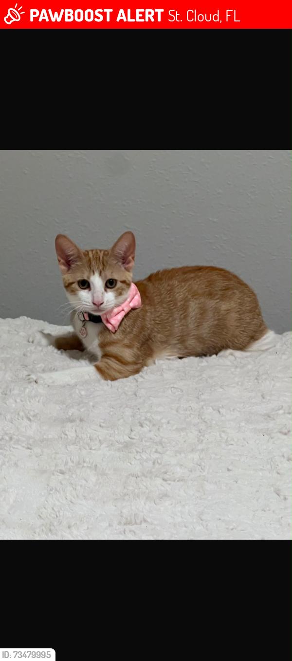 Lost Female Cat last seen Near shenfield way Saint Cloud, St. Cloud, FL 34771