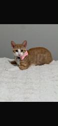 Lost Female Cat last seen Near shenfield way Saint Cloud, St. Cloud, FL 34771