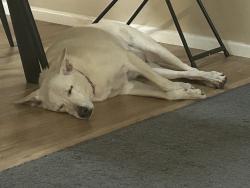 Reunited Female Dog last seen Adobe Street and University, Mesa, AZ 85205