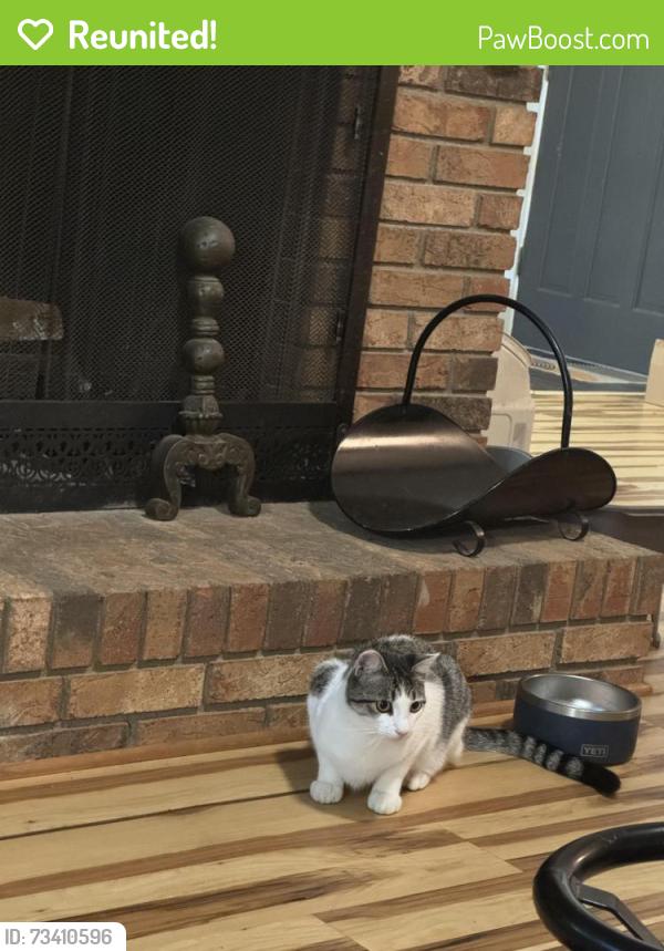 Reunited Male Cat last seen Osceola Lake, Hendersonville, NC 28739