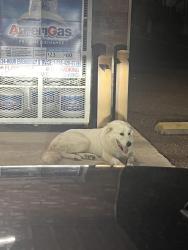 Found/Stray Female Dog last seen Dollar General, Pharr, TX 78577