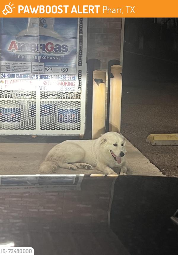 Found/Stray Female Dog last seen Dollar General, Pharr, TX 78577