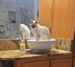 Reunited Female Cat last seen Mccreary and Forsythia, Wylie, TX 75098