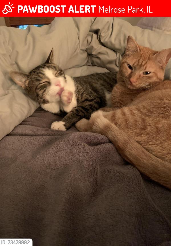Lost Female Cat last seen Beldon, Melrose Park, IL 60164