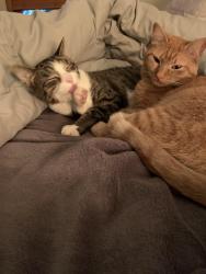 Lost Female Cat last seen Beldon, Melrose Park, IL 60164